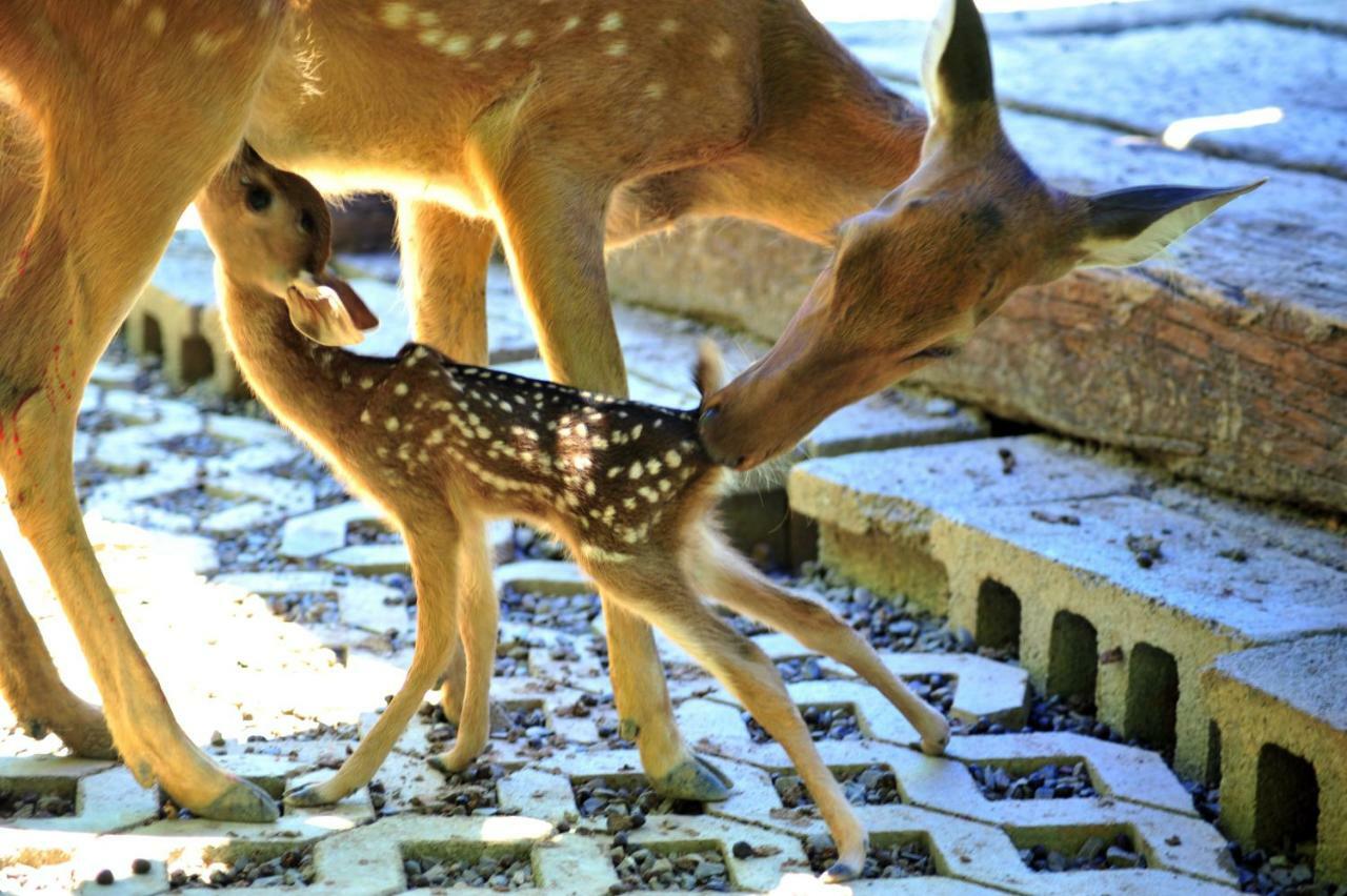 ฮาวาร์ด บีช รีสอร์ท เขิ่นติง ภายนอก รูปภาพ Deer