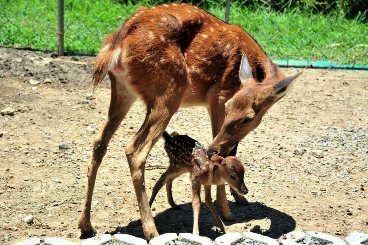 ฮาวาร์ด บีช รีสอร์ท เขิ่นติง ภายนอก รูปภาพ A sambar deer with its fawn