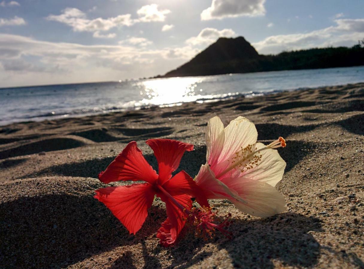 ฮาวาร์ด บีช รีสอร์ท เขิ่นติง ภายนอก รูปภาพ Hibiscus flower on a beach
